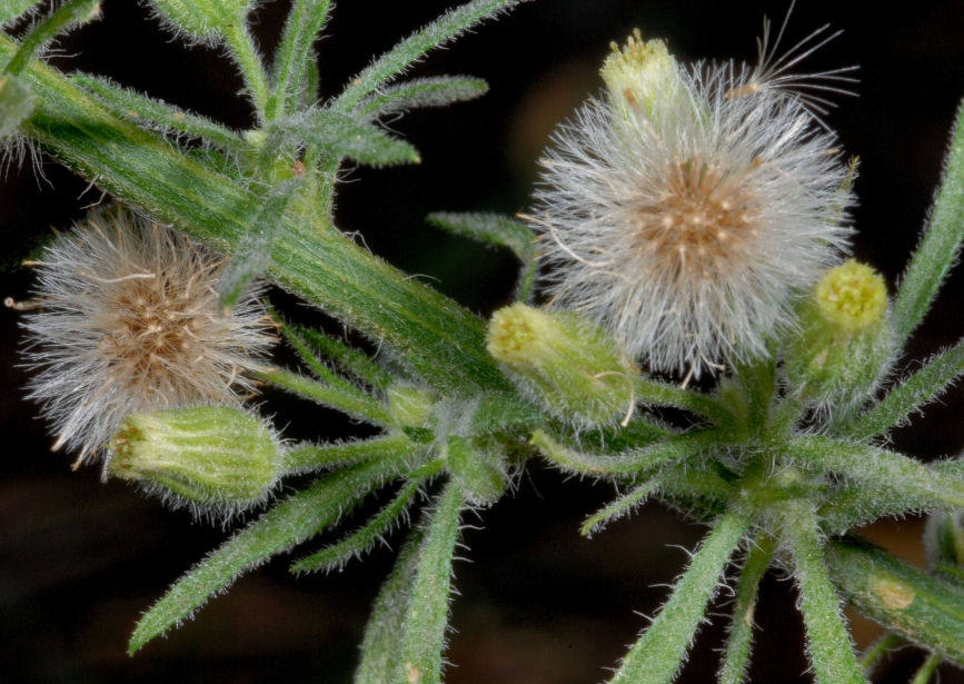 Erigeron bonariensis